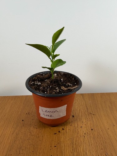 Citrus limon lemon tree - lemon,