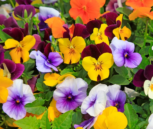 310x viola cornuta horned - 310x,