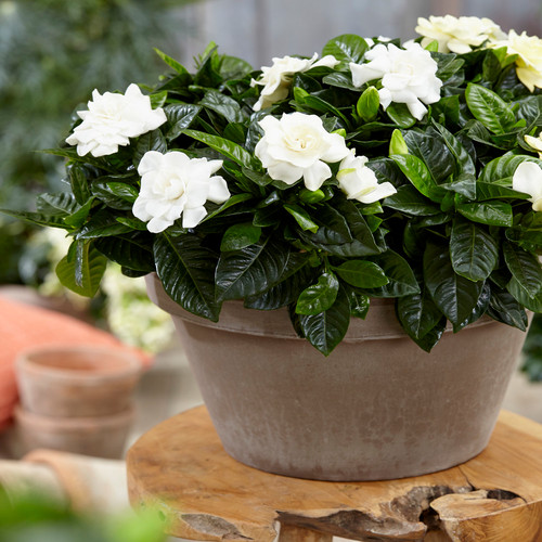 Gardenia jasminoides cape - jasminoides,