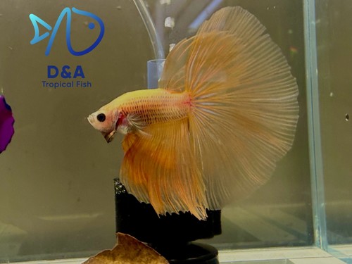 Premium super yellow betta - premium,