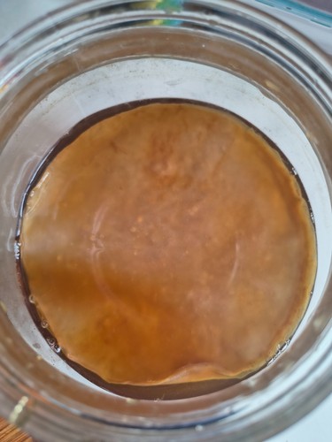 Extra large organic kombucha - large,