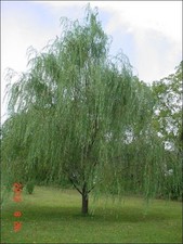 10 Weeping Willow Cuttings