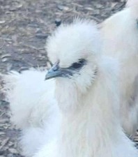 6+ White Silkie Hatching Eggs