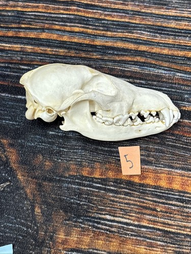 Coyote skull unique animal - skull,