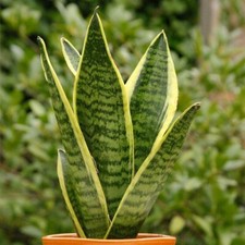 1 X SANSEVERIA LAURENTII