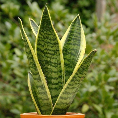 Sanseveria laurentii - x,