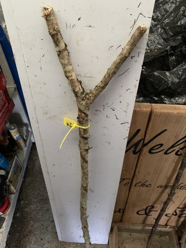 Seasoned hazel shank walking - seasoned,
