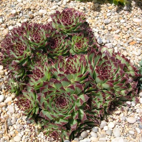 Sempervivum calcareum plant