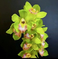 Rare Cymbidium "Winter Kiss" Large Mature Plant. Fragrant Blooms. Lime Colour