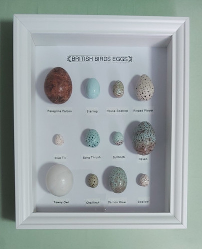 Framed replica birds - birds, eggs