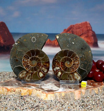 Large Ammonite Fossil Cut &