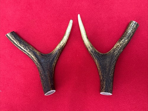 Pieces red deer - red, antlers