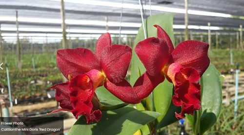 Rare cattlianthe mini doris - rare,