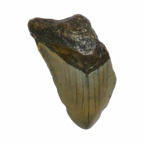 Fossil megalodon shark - 3”,