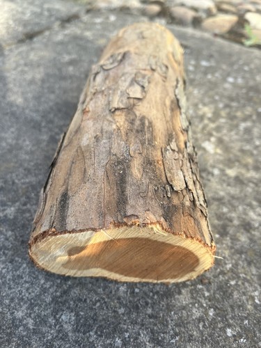 Yew wood log for - log,