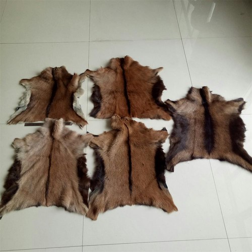 Pieces natural real animal - 5,
