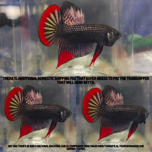 Copper red tail imbellis male - copper,