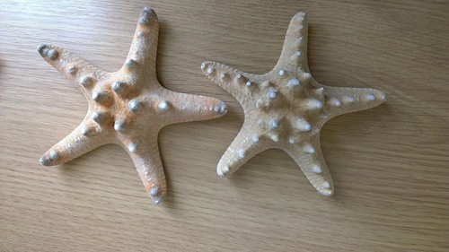 Set real knobbly starfish - 2,