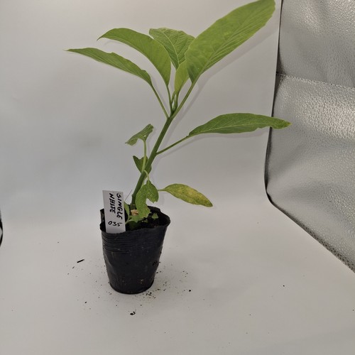 Brugmansia single white rooted - white,