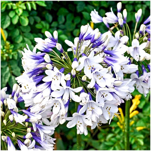 Agapanthus twister - 'twister', |