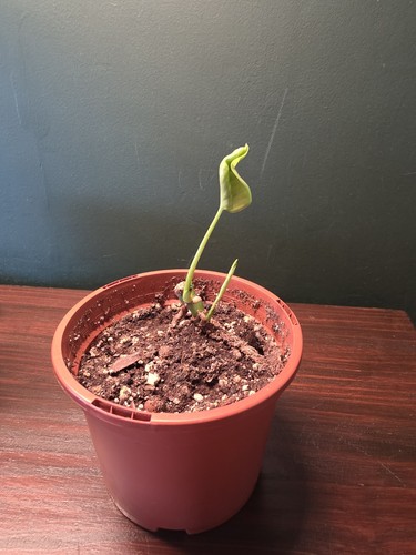 Monstera deliciosa swiss - monstera,