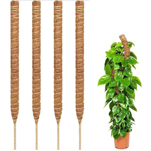 Moss pole climbing plant - climbing, coco