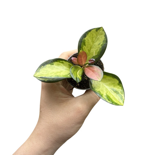 Hoya carnosa tricolour - carnosa, 🩷