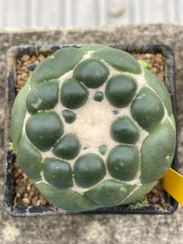 Coryphantha elephantidens - x,