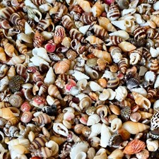 Mixed Mini Conch Shells