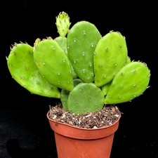 Opuntia Humifusa Prickly Pear Cactus unrooted single pad 5cm pot yellow flowers