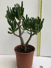 Money tree Jade plant - Crassula Ovata Gollum- 13cm Pot- 30Cm +Height