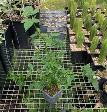 Cedronella plant 9cm pot