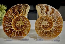 Large 170g, 90mmAmmonite