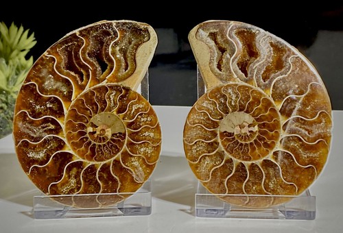 85mm madagascan ammonite - madagascan,