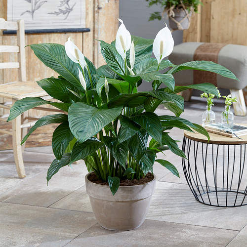 Spathiphyllum peace lily - spathiphyllum, 'peace