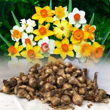 5 KG MIXED DAFFODIL/NARCISSUS