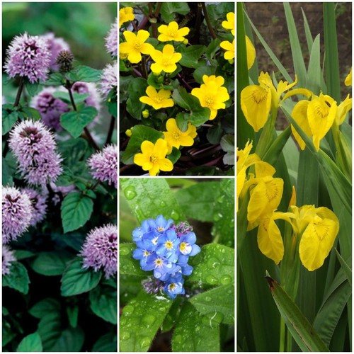 Various native british - various, pond