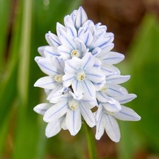 10 Puschkinia Russian Snowdrop Spring Garden Bulbs, White Hardy Perennial Flower