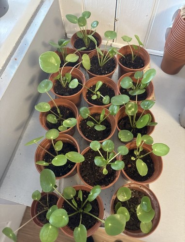 Chinese money plant - money,