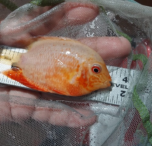 Stunning red fire - stunning, severum