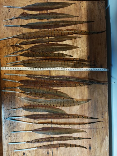 Pheasant cock bird - x, tail