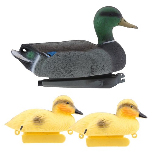 Floating mallard duck - floating,