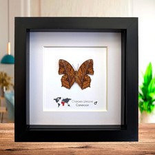 Framed Charaxes Pleione