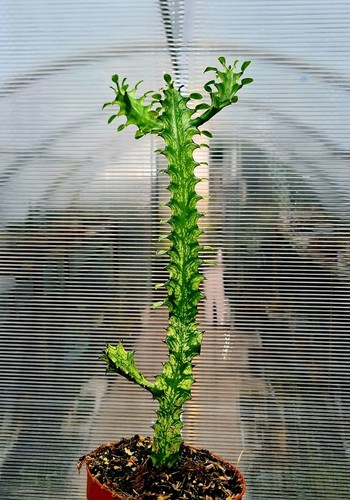 Euphorbia trigona variegated - trigona, |