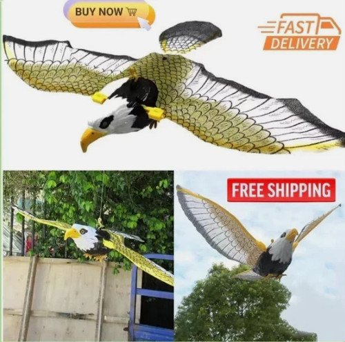 Flying bird hawk - flying,