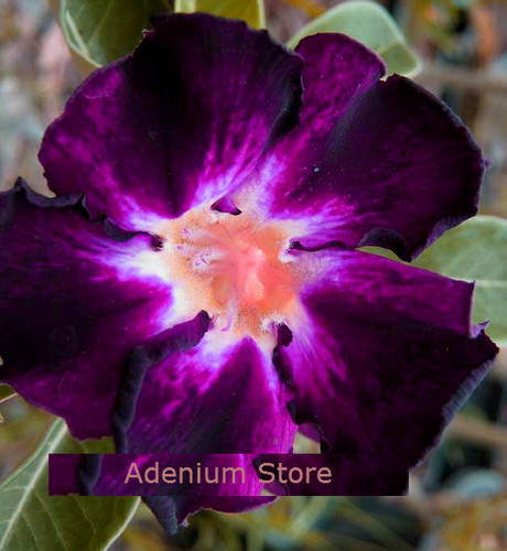 100 adenium obesum - obesum,, shadow