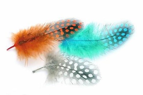 Guinea fowl plumage hackles - guinea,