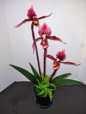 Artificial Phragmipedium Lady Slipper Orchid 