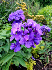 Phlox paniculata blue - phlox,