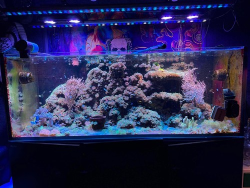 Red sea reefer 525 - red, marine